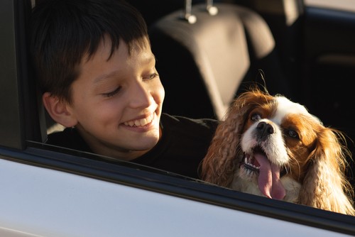 Kids, Pets and Hot Cars | Maple Street Auto Air